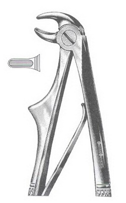 Lower incisors